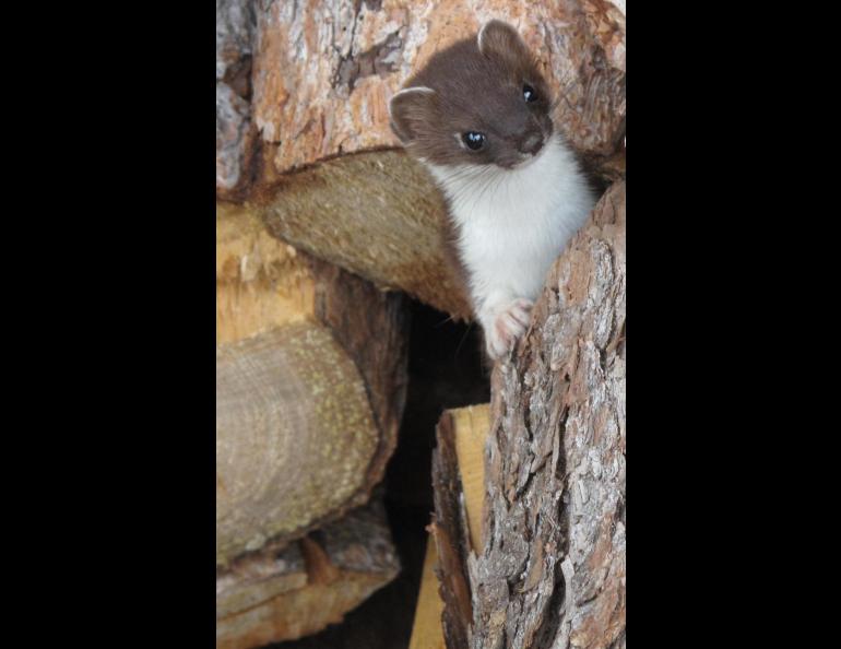 A short-tailed weasel defends its spot in a wood pile on the porch of a cabin within Denali National Park. Photo by Ned Rozell.