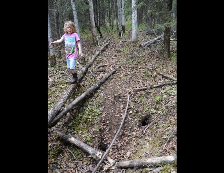 Six-year-old Rose Bulger balances on a fallen log above two holes in the forest floor related to permafrost thaw. Photo by Ned Rozell.