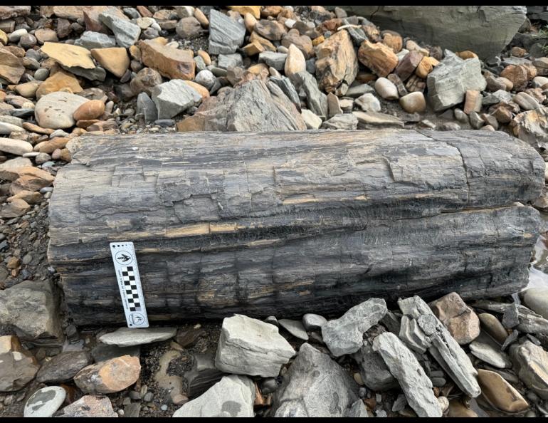 A petrified tree trunk rests on the beach of the upper Colville River. Photo by Patrick Druckenmiller, UA Museum of the North.