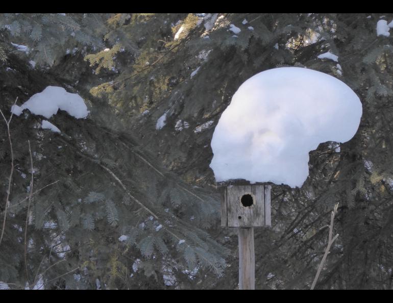 Snow leans off a chickadee house on March 11, 2022. Photo by Ned Rozell.