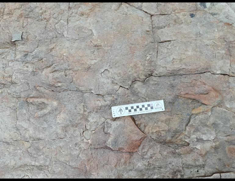 Meat-eating theropod dinosaurs left their tracks in mud 90 million to 100 million years ago as they travelled different directions across a spot now exposed by the upper Colville River. Photo by Patrick Druckenmiller, UA Museum of the North.