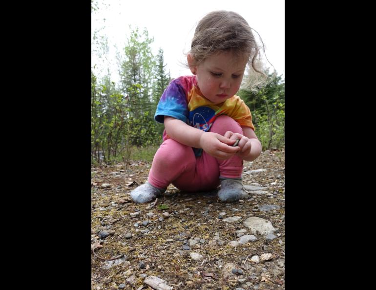 Violet Bulger, 2, collects rocks as she accompanies her mother on a science exploration on the UAF campus May 22, 2024. Photo by Ned Rozell.