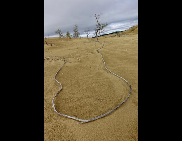 An aged willow root rests on the surface of the ever-shifting Nogahabara Dunes about 35 miles west of Huslia. Photo by Ned Rozell.