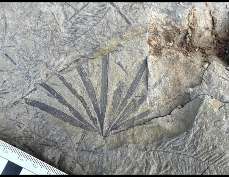 Ninety million to 100 million years since it last pulled in carbon dioxide, a ginkgo leaf fossil remains on a rock of the upper Colville River. Photo by Patrick Druckenmiller, UA Museum of the North.