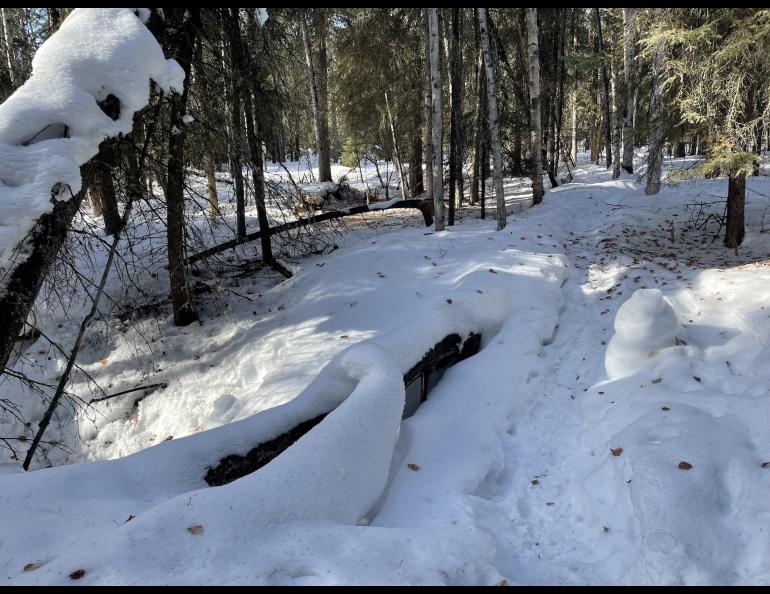 A “chimney” formed by moist air expelled from a hole in the ground on the UAF campus. Photographed in March 2024 by Ned Rozell.