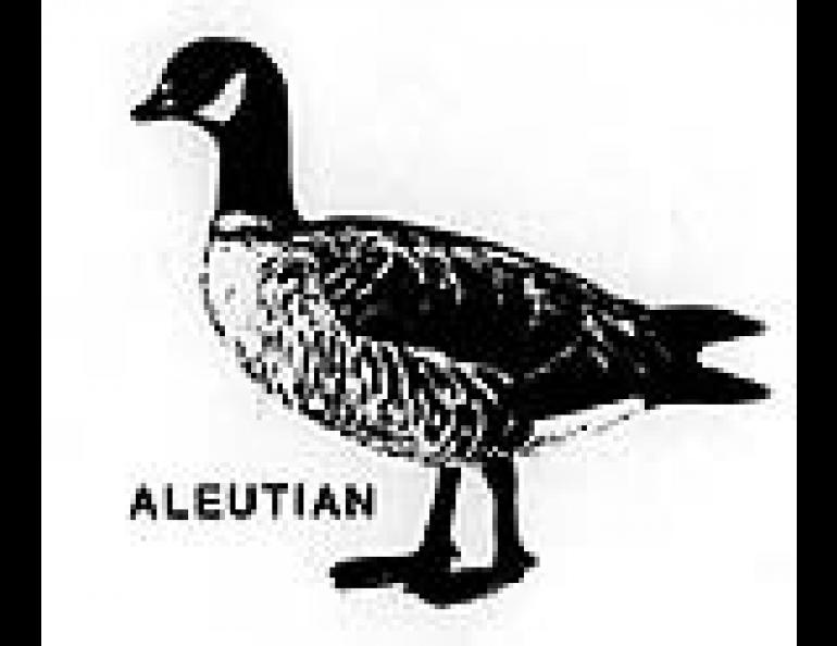  Aleutian Goose 