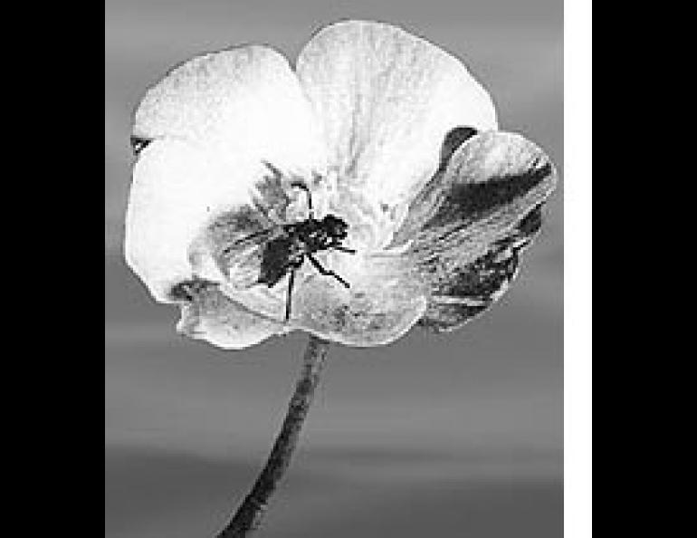 The parabolic dish formed by the Arctic poppy's petals reflect the sun's heat into a point at the center where its seeds develop. The warmth also attracts insects which pollinate the plant. 