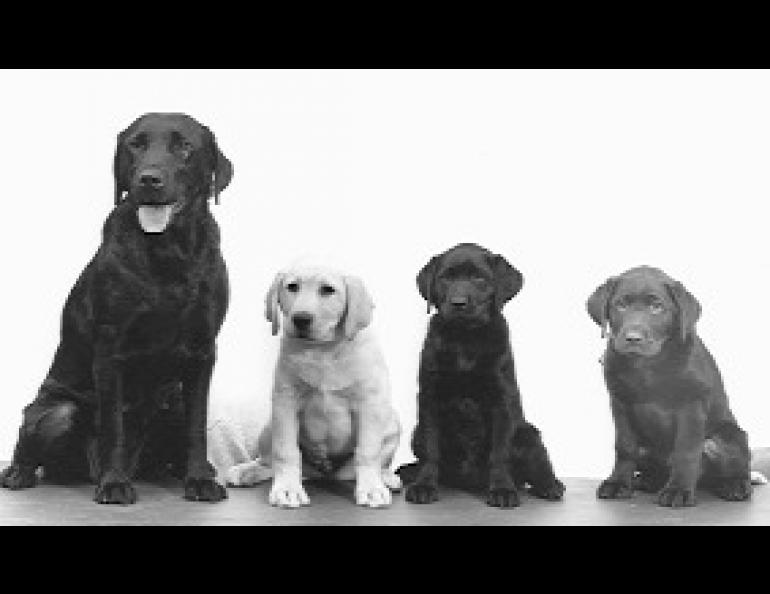 can a yellow lab have black puppies