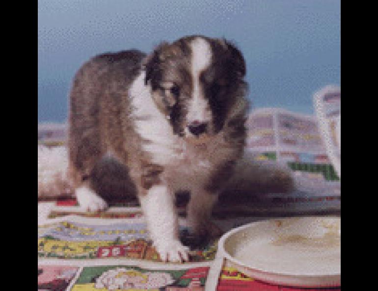 "Frosty" isn't old enough to read the color comics, but they won't hurt him if he takes a bite. Sheltie puppy bred and owned by the author; photo credit Jim Coccia. 