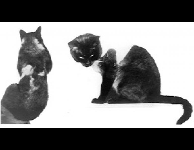 This Siamese cat, raised in a cold environment in Moscow in the late 20s, developed a relatively dark coat. An area on his shoulder was shaved, and the cat wore a warm jacket while the fur was growing back. When the shaved hair grew back in, it was white, the same color as the cat's belly, due to the increased temperature under the jacket. This was not due to scarring, as the hair grew in normally colored later. 