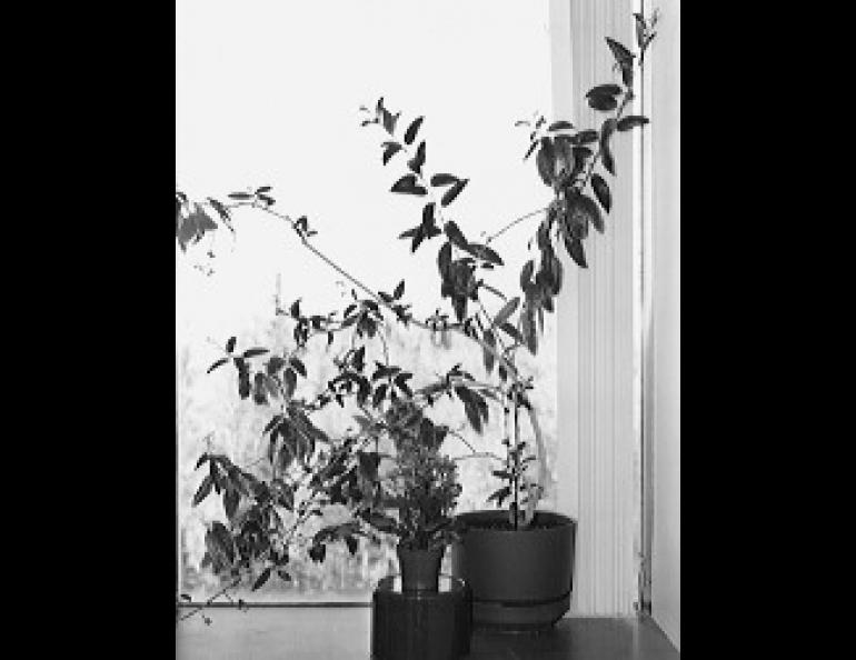 The large night-blooming jasmine blooms on short days, but only after bud formation is "switched on" by at least one short night. The less complicated florist's kalanchoe to the left of the large pot, purchased in bloom, was tricked into blooming early by covering it with black cloth for about fourteen hours a day. 