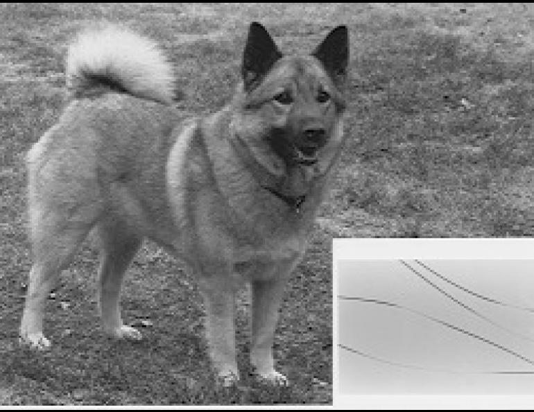 The Norwegian elkhound is one of the breeds of dog with unusually pronounced agouti (banded) hair. 