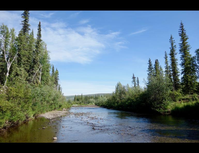 Prospect Creek in northern Alaska, shown here on a recent 80-degree summer day, has the record for Alaska's coldest temperature of minus 80 degrees F, on Jan. 23, 1971. Photo by Ned Rozell.