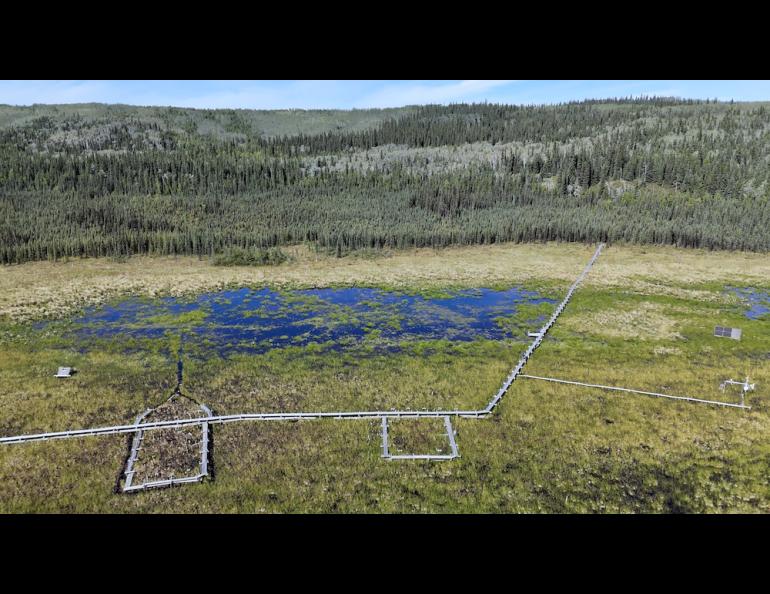 A research plot at Bonanza Creek Long Term Ecological Research site maintained by scientists with the University of Alaska Fairbanks Institute of Arctic Biology. Photo by Grant Falvo.