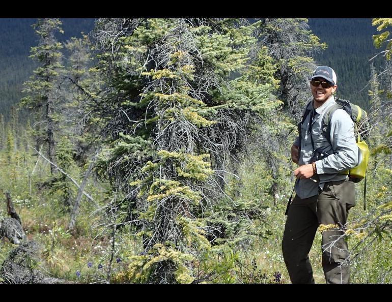 Wilderness guide Garrett Jones of Fairbanks next to a spruce tree hosting a robin's nest at eye level. Photos by Ned Rozell.