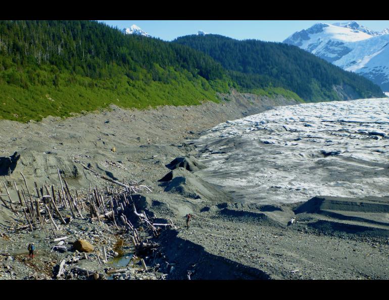 A “ghost forest” exposed as La Perouse Glacier in Southeast Alaska retreated. In the past, the glacier ran over the rainforest trees. Two people are also in the photo. Photo by Ben Gaglioti. 