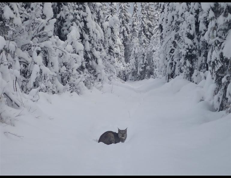 Jack Wilbur of Fairbanks captured this image of a lynx on one of his favorite ski trails.