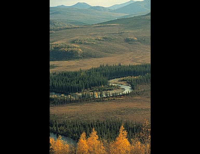 Tundra and taiga surround the Koyukuk River. Photo courtesy Knut Kielland 