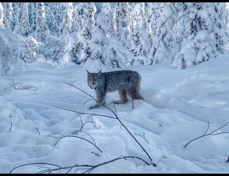 A lynx in Interior Alaska’s Tetlin National Wildlife Refuge. Photo by Alex Ellsworth.