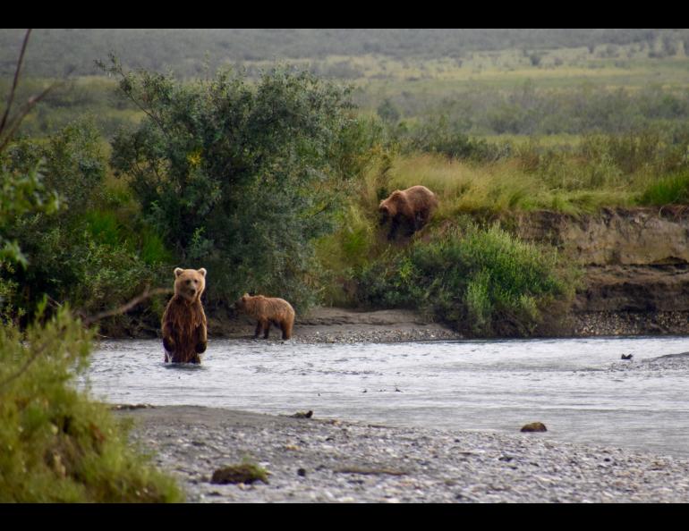 A grizzly bear sow and cubs that are fishing for chum salmon in Gates of the Arctic National Park and Preserve, northern Alaska. National Park Service photo by Matt Cameron.