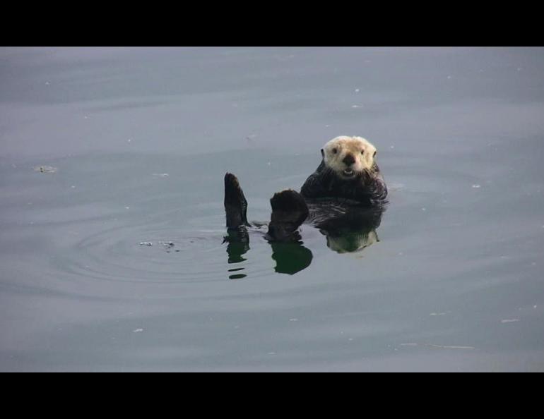 A sea otter in Glacier Bay, perhaps a descendent of otters moved from Amchitka Island in the 1960s. Photo by Riley Woodford, Alaska Department of Fish and Game.