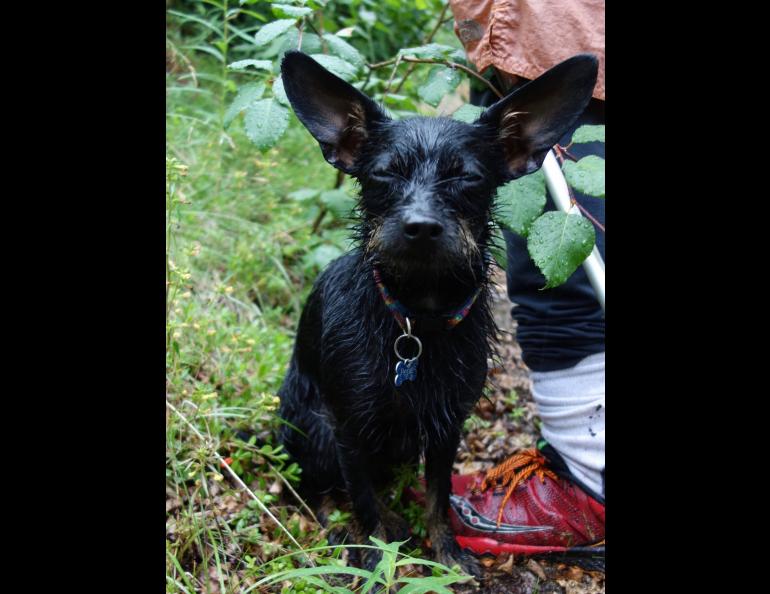 Rainfalls on mainland Alaska, such as the one that soaked this dog, are sometimes the result of atmospheric rivers. Photo by Ned Rozell.