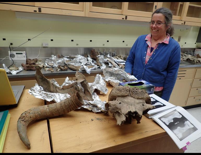 Pam Groves of the University of Alaska Fairbanks looks at bones of ancient creatures she has gathered over the years from northern rivers. The remains here include musk oxen, steppe bison and mammoth. Photo by Ned Rozell.