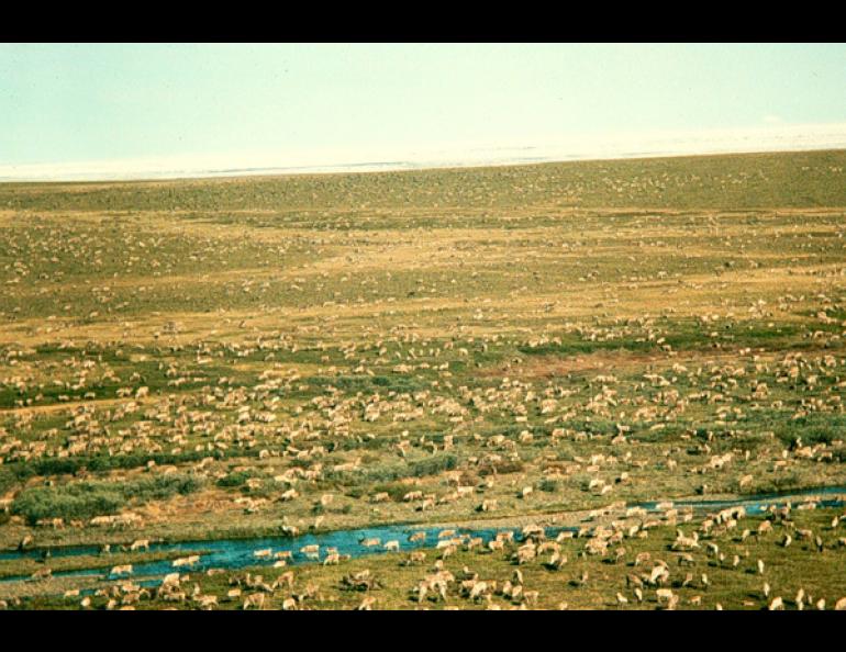  The Porcupine caribou herd in the Arctic National Wildlife Refuge. Photo by Brad Griffith. 