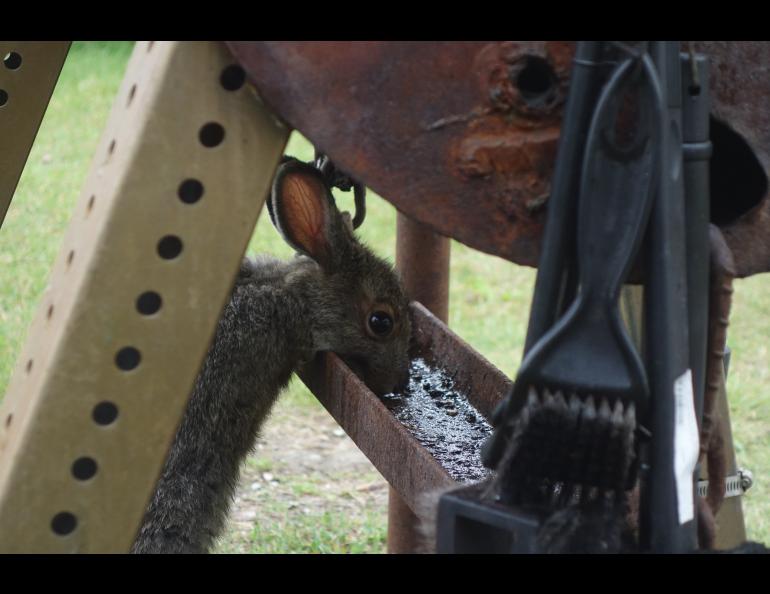 A snowshoe hare in Wiseman licks the drippings tray from Clutch Lounsbury’s grill. Photo by Ned Rozell.