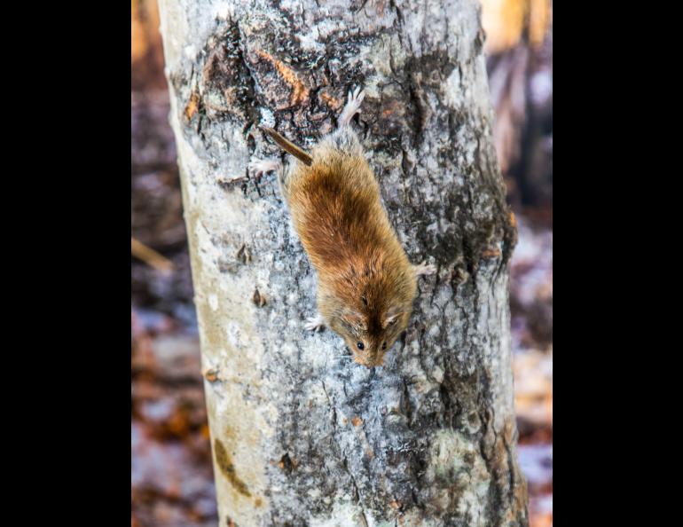 Flying squirrel trap affixed to tree and motion-sensing camera