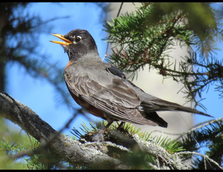 A robin captured by mist net in Slave Lake, Alberta, and fitted with a backpack GPS transmitter. Photo by Brian Weeks.