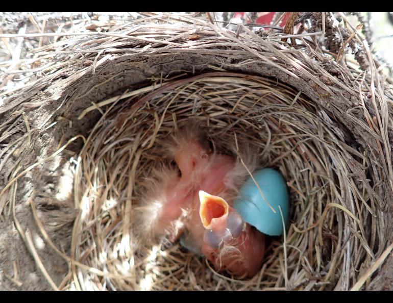 A robin chick in a nest near the Middle Fork of the Chandalar River.