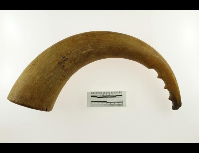 A blubber pounder made of musk ox horn, one of the artifacts recovered from the S.S. Baychimo and now in the UA Museum of the North. Photo courtesy UA Museum of the North.