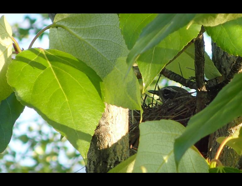 A yellow-rumped warbler sits on a nest near the Middle Fork of the Chandalar River.