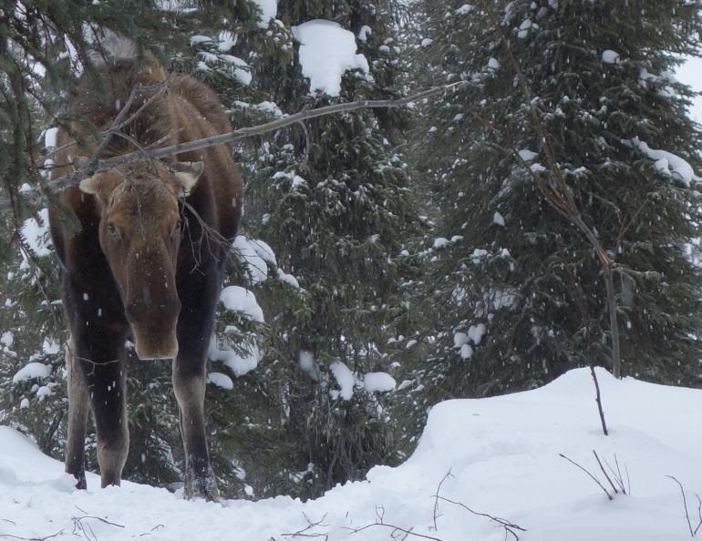 Moose in the snow