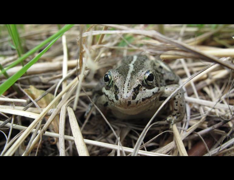  A wood frog, now freezing in a bog near you. Photo by Ned Rozell.