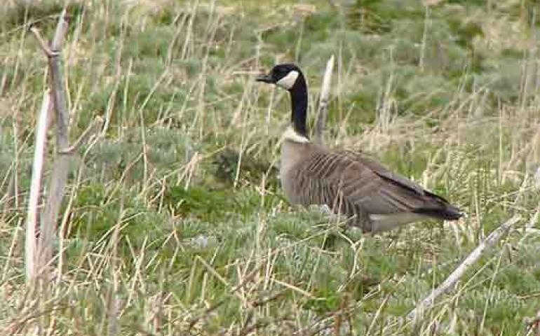 Canada goose 2005a discount how much is it