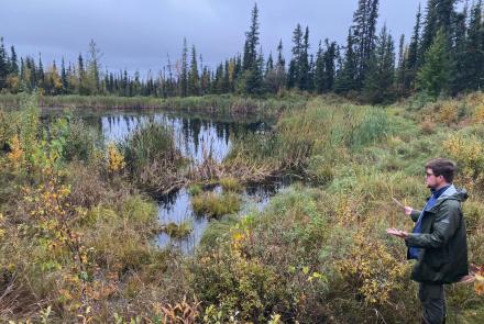 : Thaw-driven subsidence can lead to thermokarst and formation of thermokarst ponds and thaw ponds. UAF Ph.D. student Nick Hasson looks at a thaw pond just north of the University of Alaska Fairbanks main campus. It is forming in an area underlain by massive ice wedges. Photo by Louise Farquharson