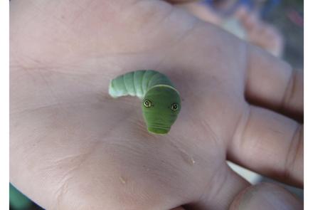 A caterpillar with false eyes rears up on the hand of Alaska visitor Garrett Ast. Photo by Ned Rozell.