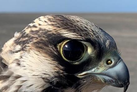 A male peregrine falcon that hatched in 2023 looks at the biologist who captured him on South Padre Island in Texas in late 2023. Photo courtesy Padre Island Peregrine Falcon Survey.