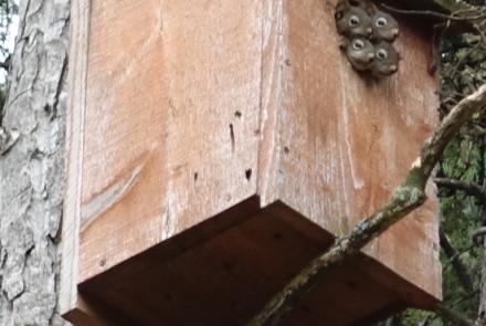 Four red squirrels poke their heads from a boreal owl box in May 2024. Photo by Ned Rozell.