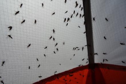 Insects like these flies clinging to a tent seem to be in ample supply in Alaska’s boreal forest. Photo by Ned Rozell.