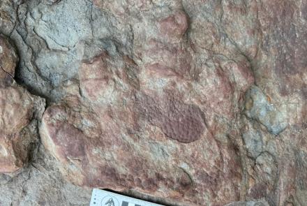 A dinosaur, possibly an ankylosaur, left this footprint with skin impression on the upper Colville River from 90 million to 100 million years ago. Photo by Patrick Druckenmiller, UA Museum of the North.