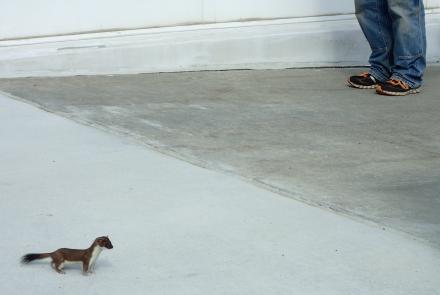 A short-tailed weasel pauses at the entrance to a building on the campus of the University of Alaska Fairbanks. Photo by Ned Rozell.