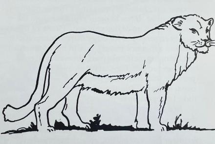 Dale Guthrie’s drawing of an ice-age lion that lived in Alaska. From Blue Babe: The Story of a Steppe Bison Mummy from Ice Age Alaska by Mary Lee Guthrie.