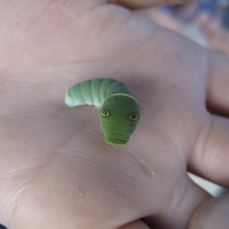 A caterpillar with false eyes rears up on the hand of Alaska visitor Garrett Ast. Photo by Ned Rozell.