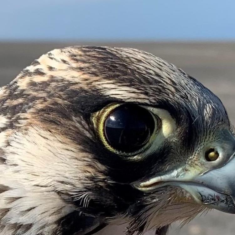 A male peregrine falcon that hatched in 2023 looks at the biologist who captured him on South Padre Island in Texas in late 2023. Photo courtesy Padre Island Peregrine Falcon Survey.