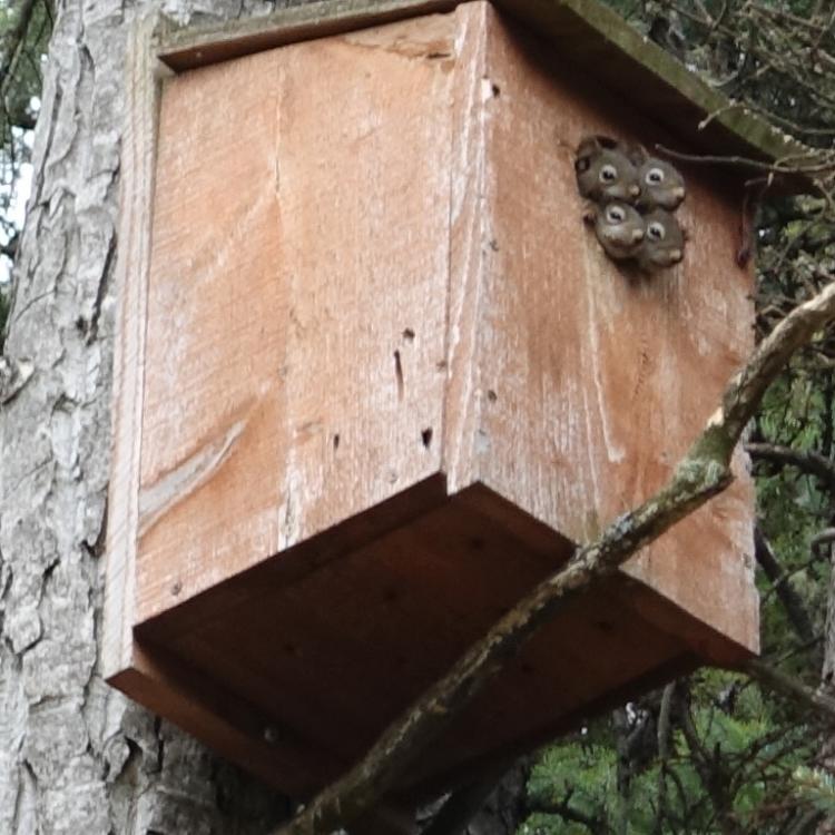 Four red squirrels poke their heads from a boreal owl box in May 2024. Photo by Ned Rozell.