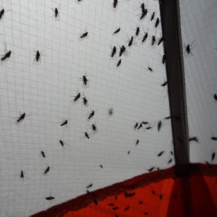 Insects like these flies clinging to a tent seem to be in ample supply in Alaska’s boreal forest. Photo by Ned Rozell.