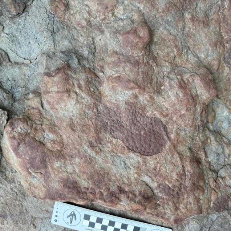 A dinosaur, possibly an ankylosaur, left this footprint with skin impression on the upper Colville River from 90 million to 100 million years ago. Photo by Patrick Druckenmiller, UA Museum of the North.